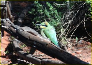 Unknown bird, Central Australia