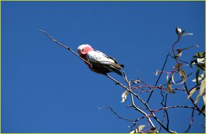 Rose-breasted cockatoo (galah), Northern Australia