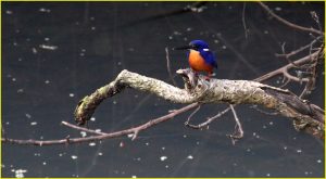 Azure kingfisher, Queensland