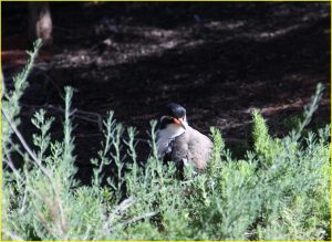 Unknown bird