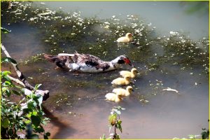 Ducks