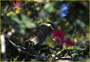 A honeyeater
