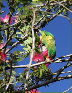 Green leek parrot