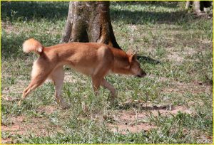 Dingo