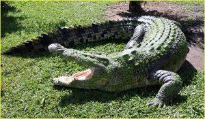 Australian saltwater crocodile