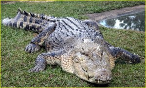 Australian saltwater crocodile