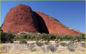 Wild camels in Olgas, Uluru-Kata Tjuta National Park