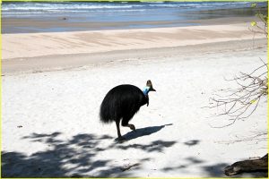 Cassowary bird on prowl at a Northern Queensland beach