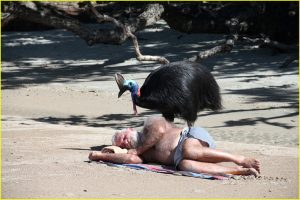 Cassowary bird on prowl at a Northern Queensland beach