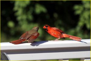 Male and female northern cardinals