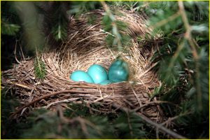 Robin's nest
