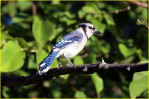 Blue jay
