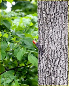 Red-bellied woodpecker