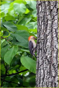 Red-bellied woodpecker at work