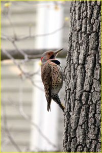 Northern flicker