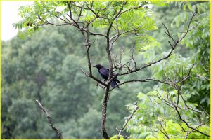 American crow