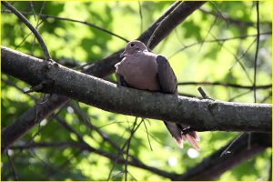 Ground dove