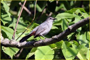Grey catbird