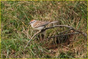 Tree sparrow