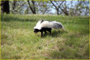 Skunk