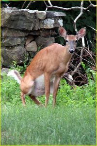 White-tailed deer caught with hand in a cookie jar, so to speak :)