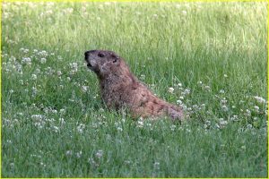 Groundhog