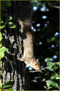 Grey squirrel