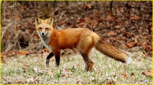Red fox - not my photo, lifted from internet!! We have seen him many times, but always escaped before camera was ready...