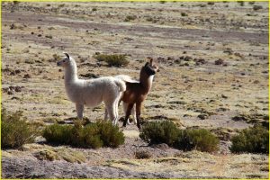 Domesticated llamas of Altiplano