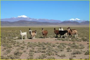 Domesticated llamas of Altiplano
