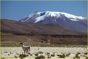 Domesticated llamas of Altiplano