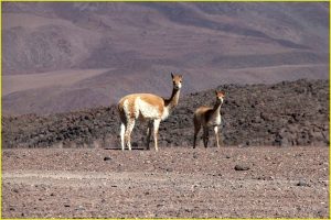 Vicuna in Los Lipez