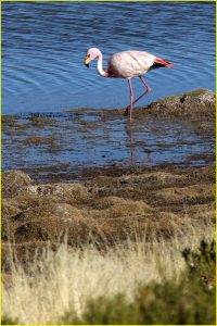 Flamingos at Laguna Colorada (Red Lagoon)