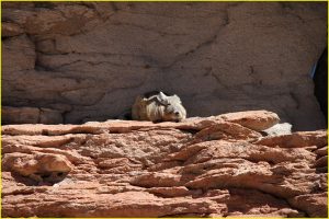 Viscacha on the rocks near Black Lagoon