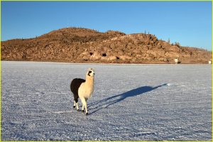 Llama near Icahuasi Island, Salar de Uyuni