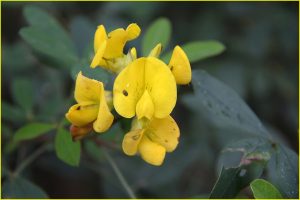 Flowers of Bolivia