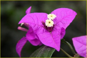 Flowers of Bolivia