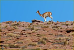 Vicuna in Reserva Nacional de Fauna Andina Eduardo Avaroa