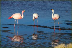 Pink flamingos
