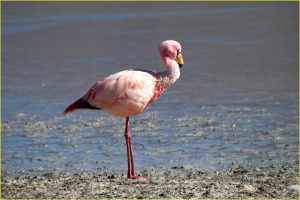 Pink flamingo