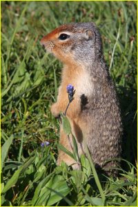 Ground squirrel