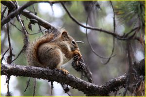 Red squirrel
