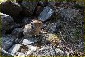 Pika