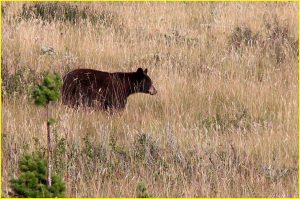 Black bear