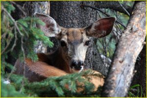 Deer
