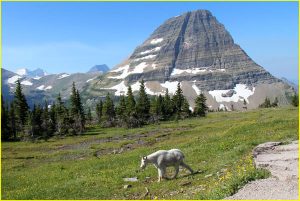 Mountain goat