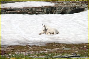 Mountain goat