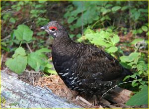 Grouse