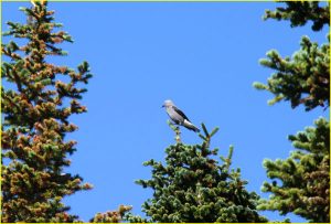 Clark's nutcracker