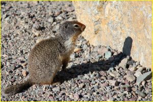 Ground squirrel